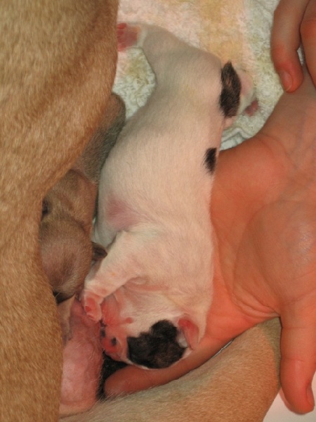 chiots Fev 2010