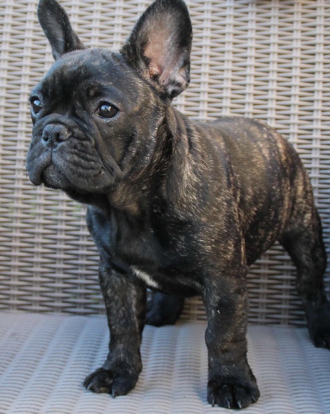 Bébés Alain Delon x Insibi